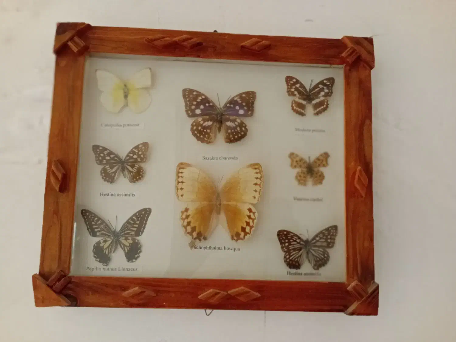 تابلو پروانه|تابلو، نقاشی، عکس|رشتخوار, |دیوار