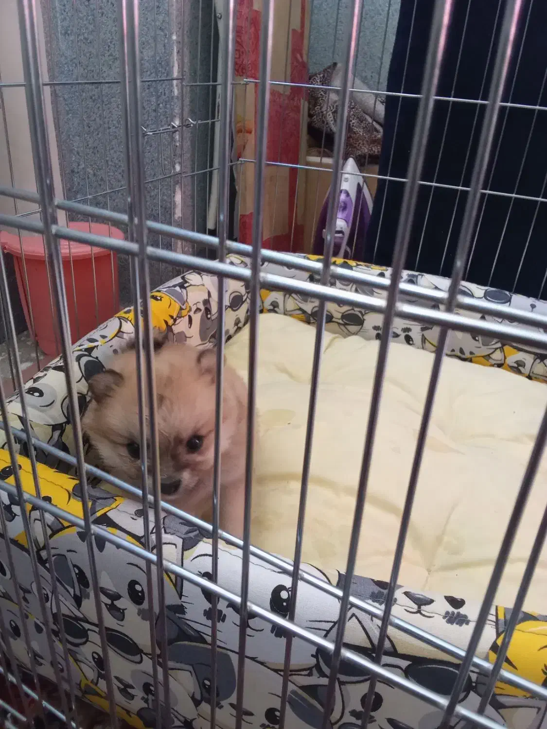 سگ پامر جیبی|سگ|کرمان, |دیوار