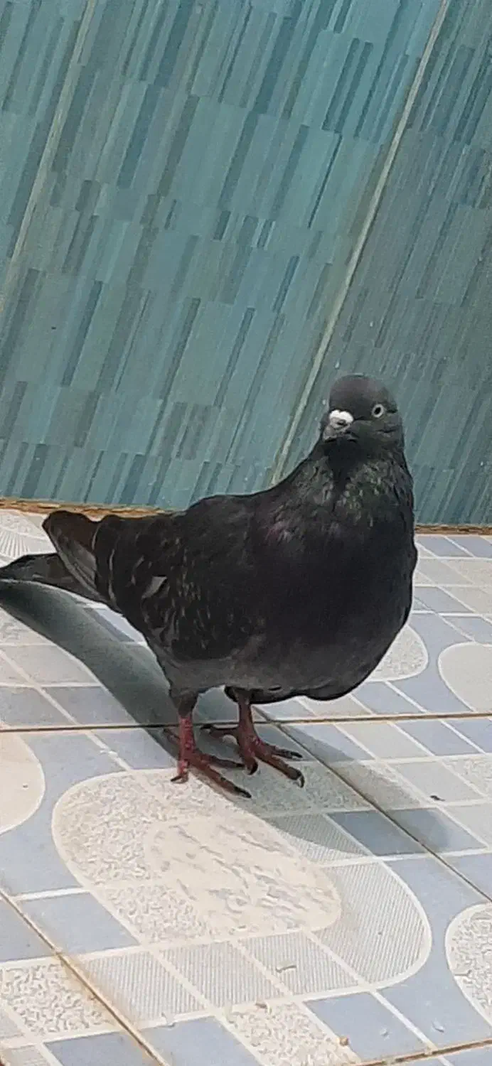 کبوتر فروشی|پرنده|نورآباد, |دیوار