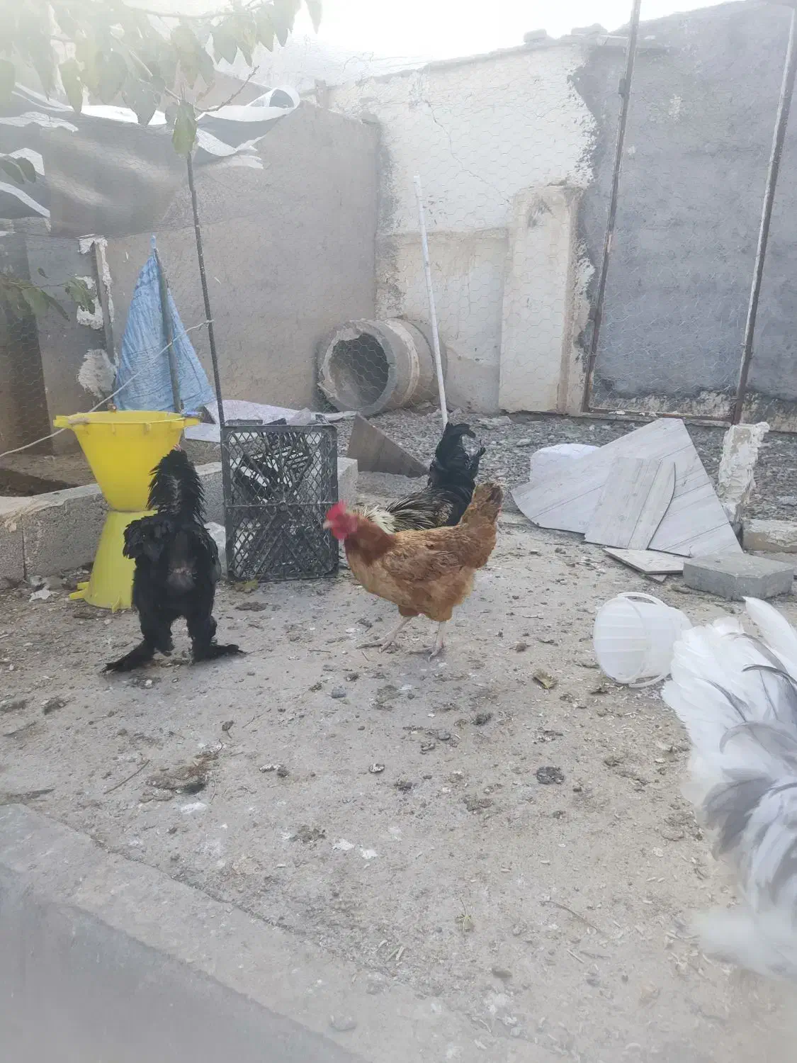 خروس ومرغ سلطان و لهستانی|حیوانات مزرعه|ماکو, |دیوار