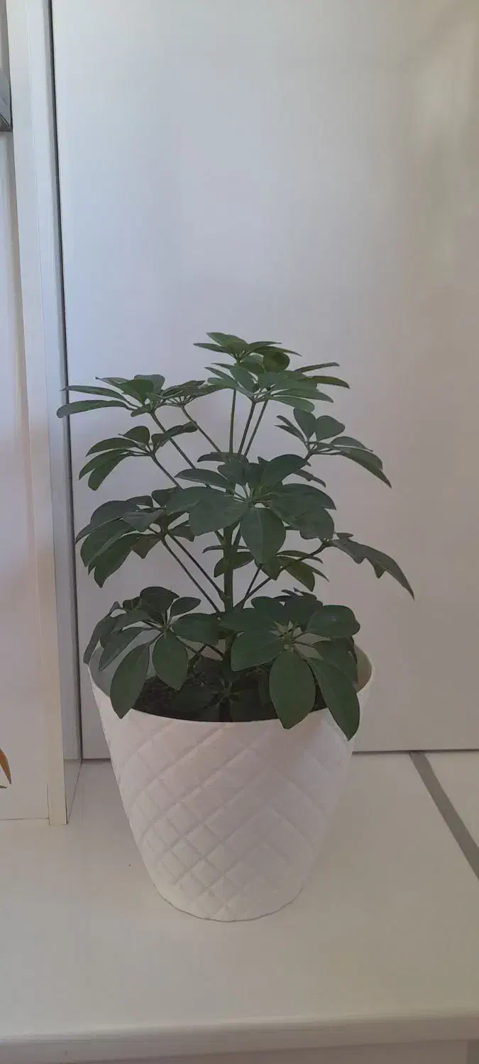 گلهای زیبای طبیعی،شاداب و پرریشه|گل و گیاه طبیعی|تبریز, |دیوار