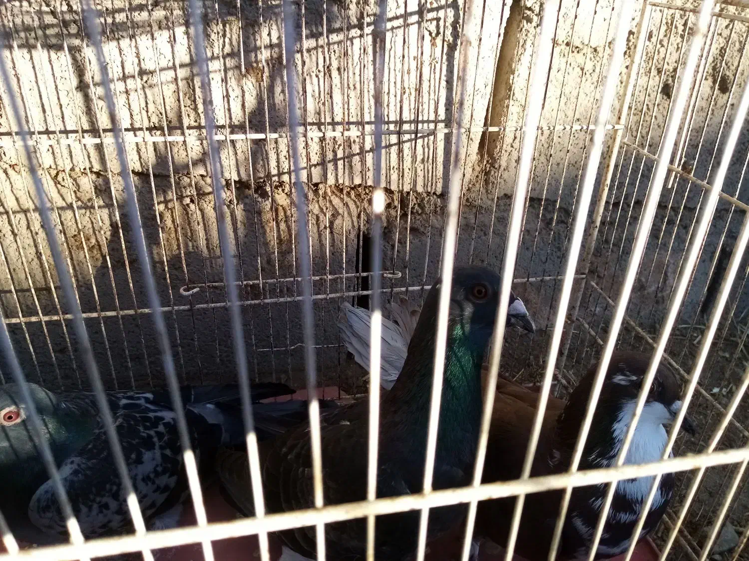 کبوتر آلمانی نر دوتا یه دونه آبگل نر|پرنده|خوشاب, |دیوار