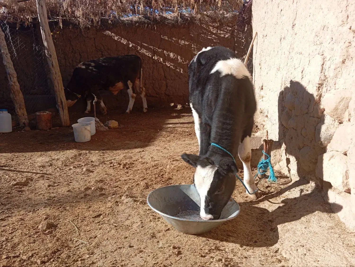 گوساله هلشتاین 3ماهه|حیوانات مزرعه|بجنورد, |دیوار