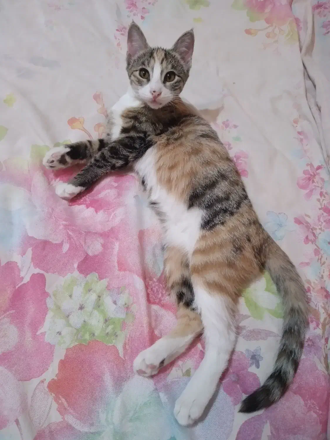 گربه ملوس|گربه|قم, بکایی|دیوار