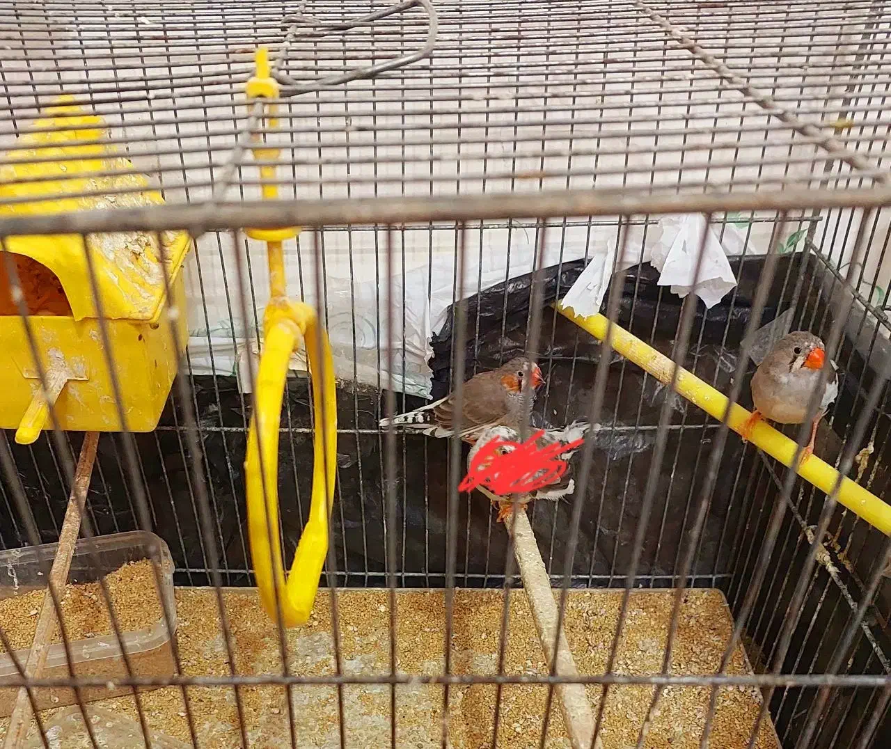 یک جفت فنچ زبرا درشت|پرنده|کاشان, فاز ۲ ناجی آباد|دیوار