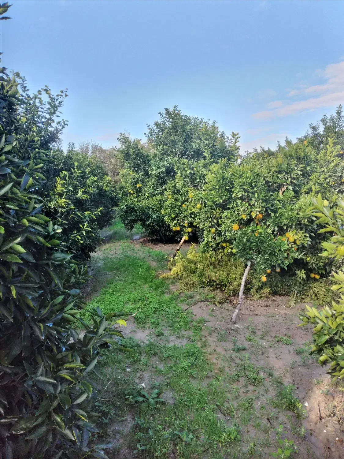 سر درختی پرتغال|خوردنی و آشامیدنی|بندر گز, |دیوار