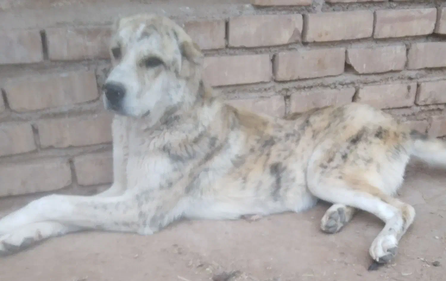 توله ماده .|سگ|تربت جام, میان جام|دیوار