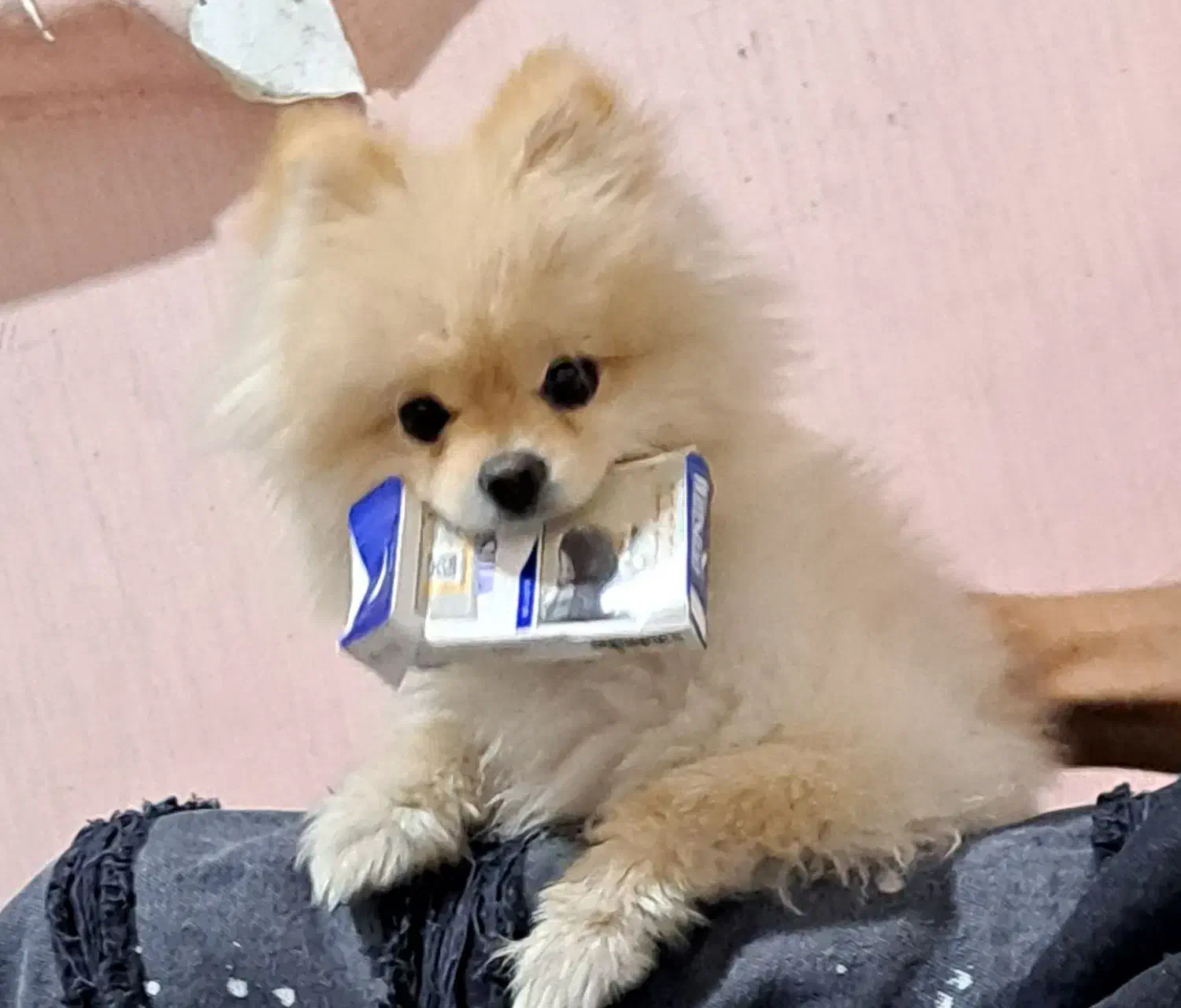 سگ پامرانین|سگ|رودهن, |دیوار