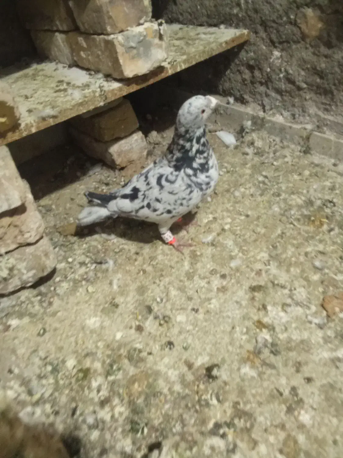 سلام دوستان یک نر ماده سار سیاه خوشگل|پرنده|تربت‌حیدریه, مورشک|دیوار