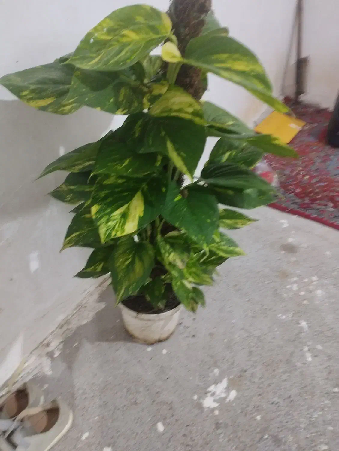 پتوس یک‌ متری|گل و گیاه طبیعی|محلات, |دیوار