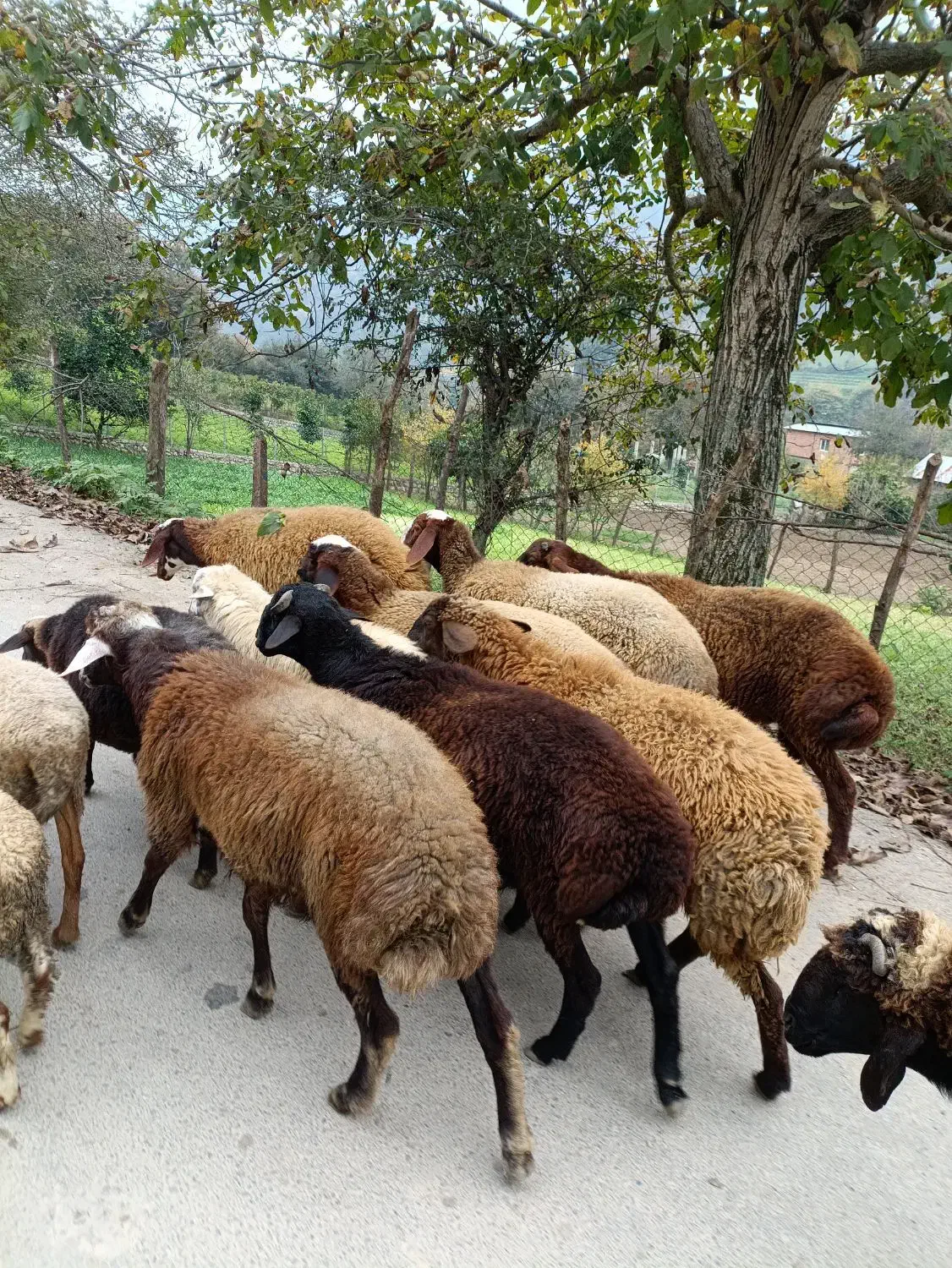 گوسفند بره نر|حیوانات مزرعه|پایین هولار, |دیوار