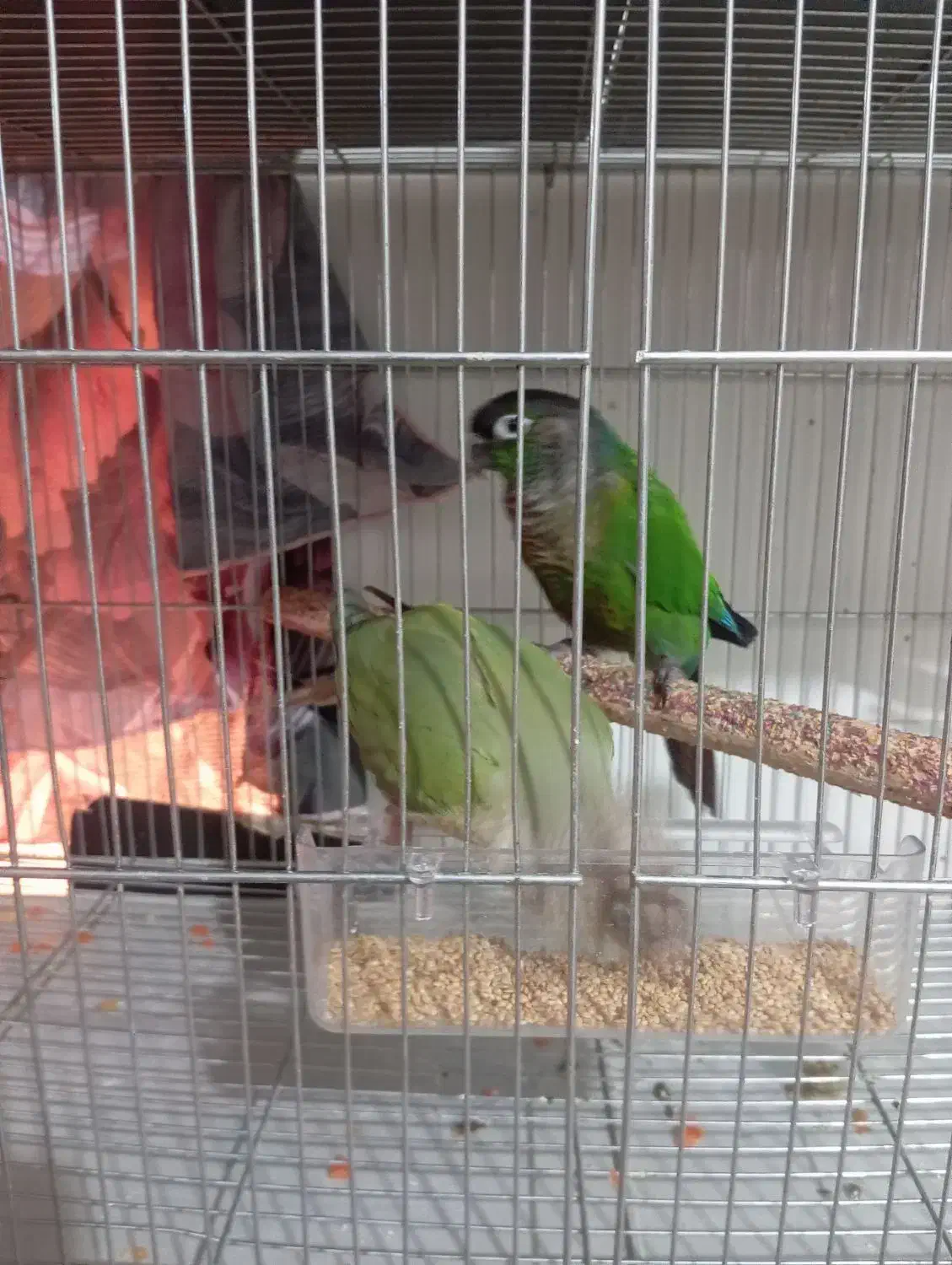 طوطی گرینچیک|پرنده|خوی, |دیوار