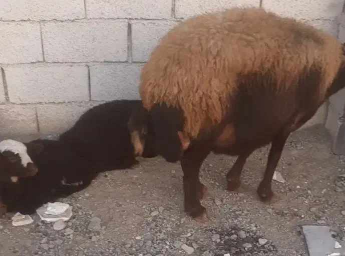 میش بره دار و آبستن|حیوانات مزرعه|جوادآباد, |دیوار