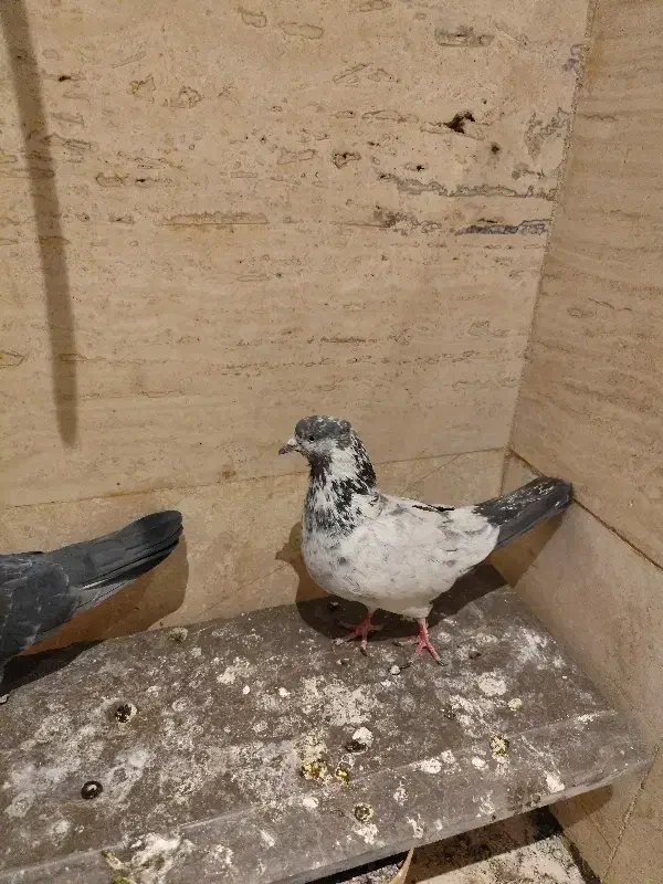 کفتر|پرنده|کرج, عظیمیه|دیوار