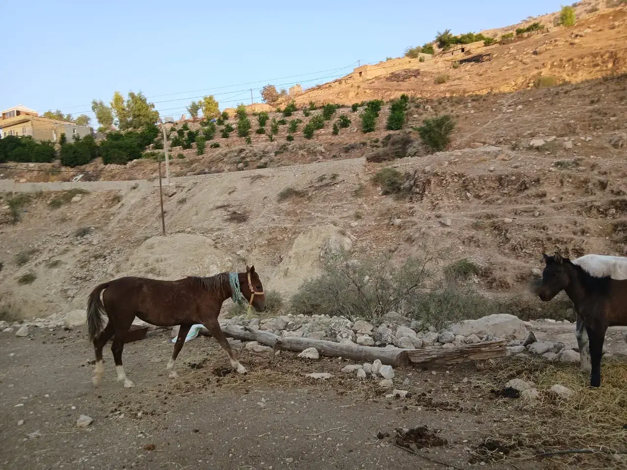 اسب|اسب و تجهیزات اسب‌سواری|دوگنبدان, |دیوار