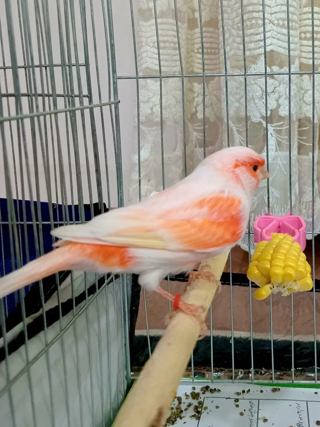 قناری موزاییکی نر مست|پرنده|اردبیل, |دیوار