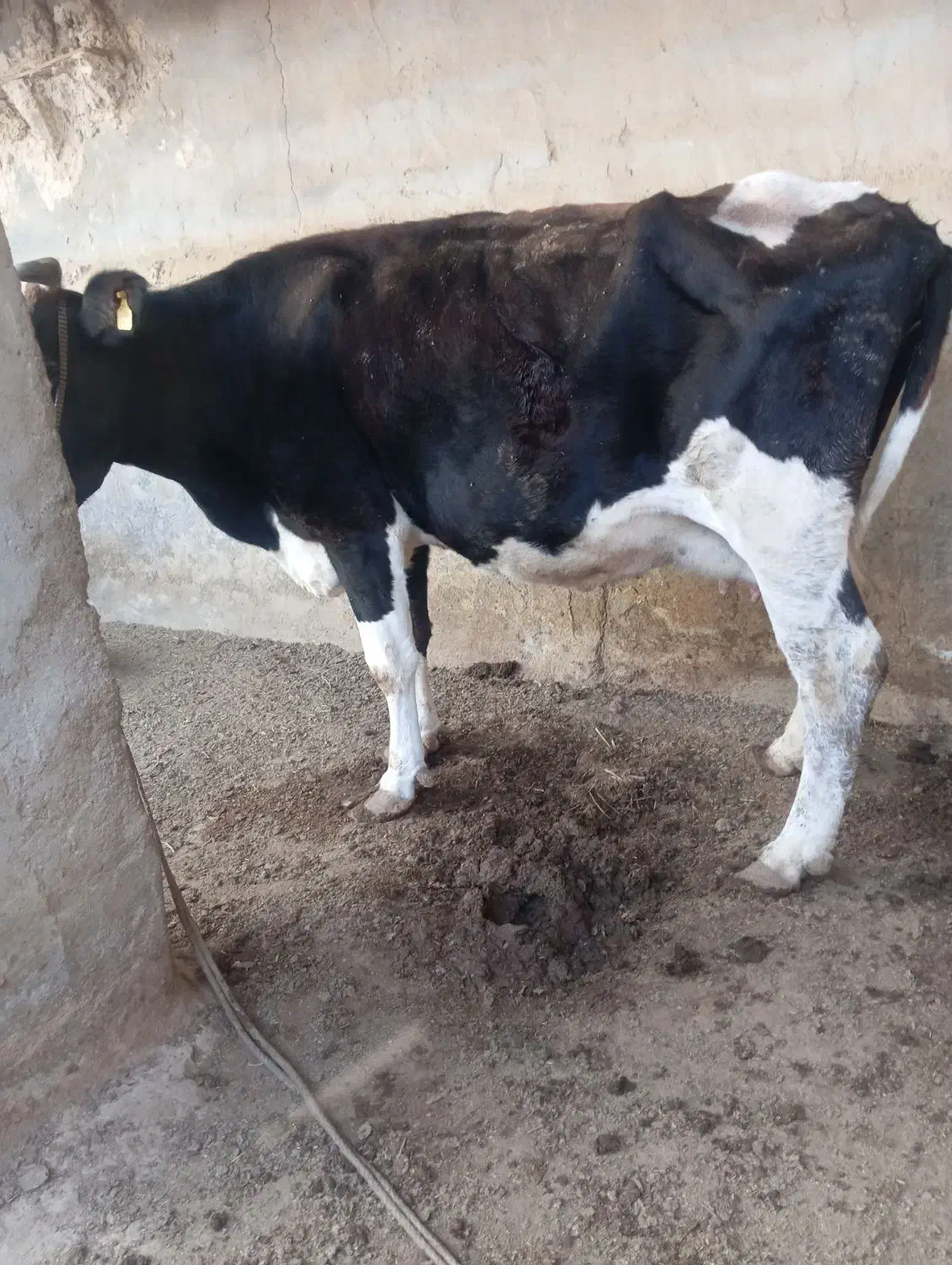 گاو ماده خارجی|حیوانات مزرعه|هیرمند, |دیوار