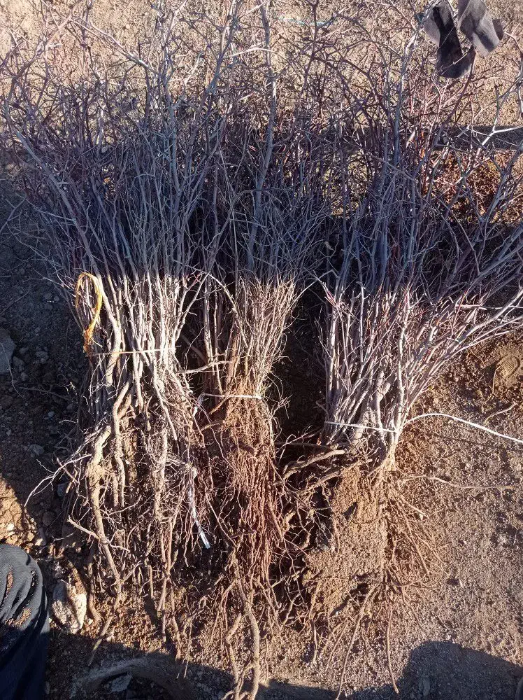 فروش وارسال نهال زرشک وعناب به سراسر کشور|خدمات باغبانی و درختکاری|قائن, |دیوار