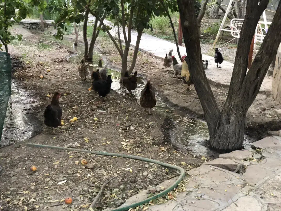 مرغ و خروس محلی|حیوانات مزرعه|گلمکان, |دیوار