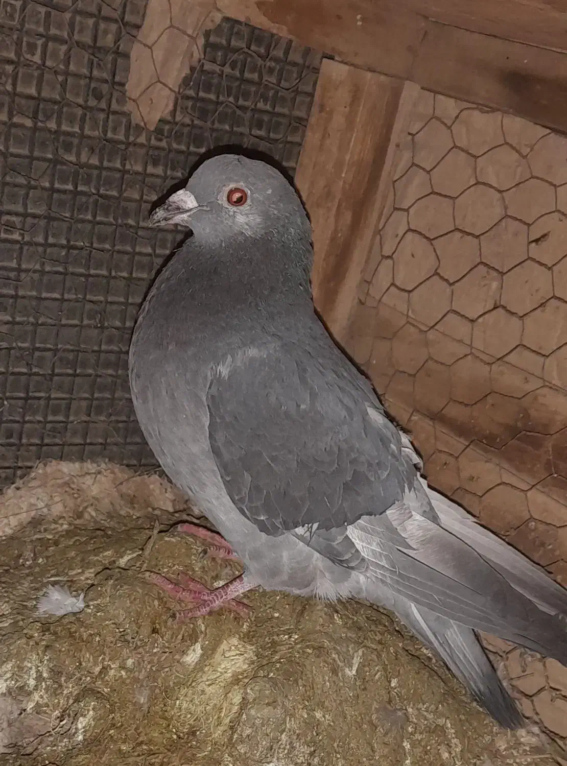 کبوتر گمشده|حیوانات|مهریز, |دیوار
