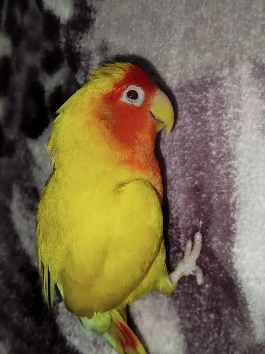 طوطی برزیلی|پرنده|نگین شهر, |دیوار