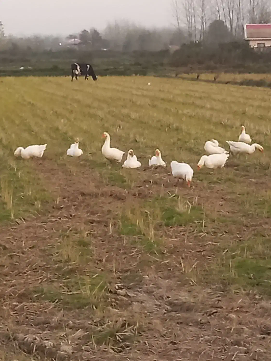 قوغاز گردن ماری نر|حیوانات مزرعه|لولمان, |دیوار