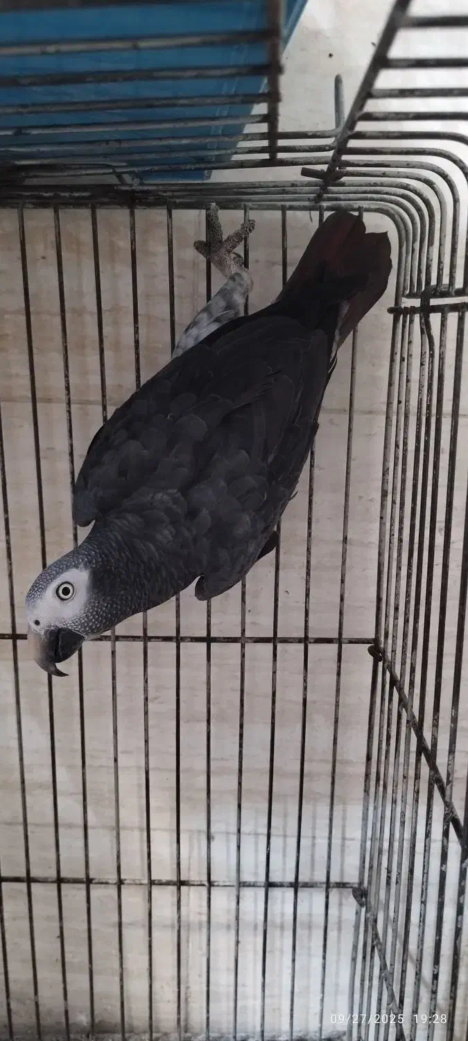 کاسکو|پرنده|رشت, کوی جام جم|دیوار