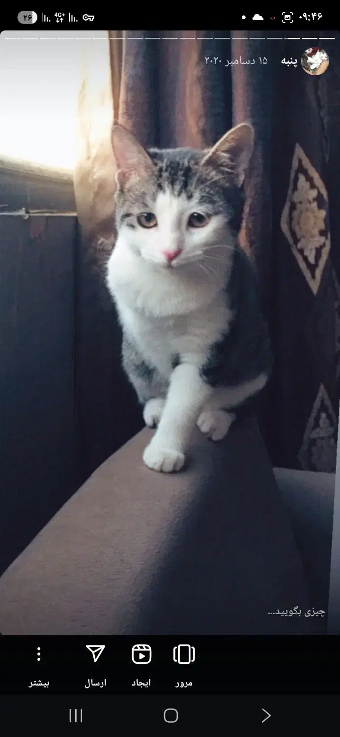 واگذاری گربه|گربه|صدرا-فارس, فاز ۱|دیوار