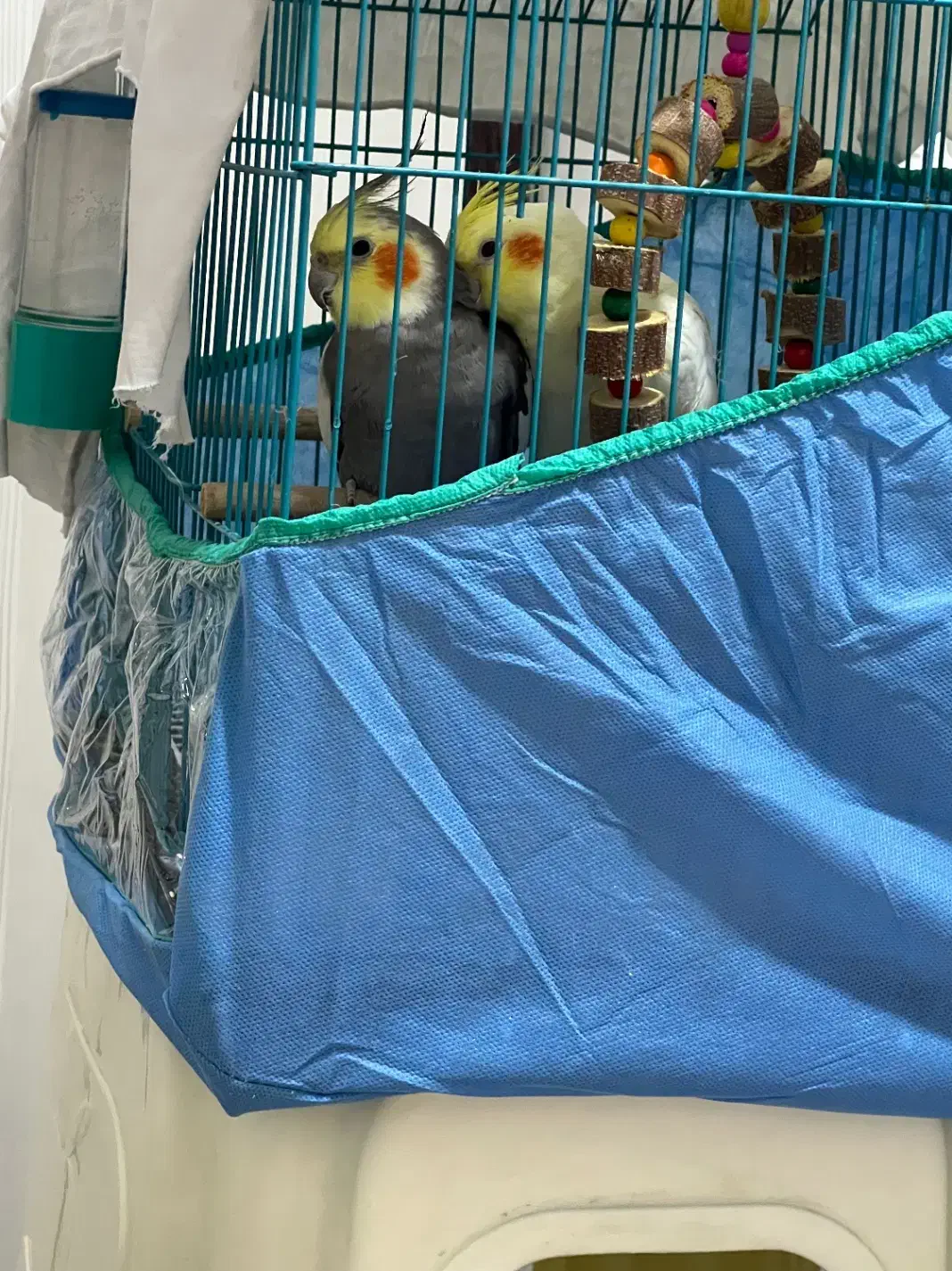 عروس هلندی|پرنده|برازجان, |دیوار