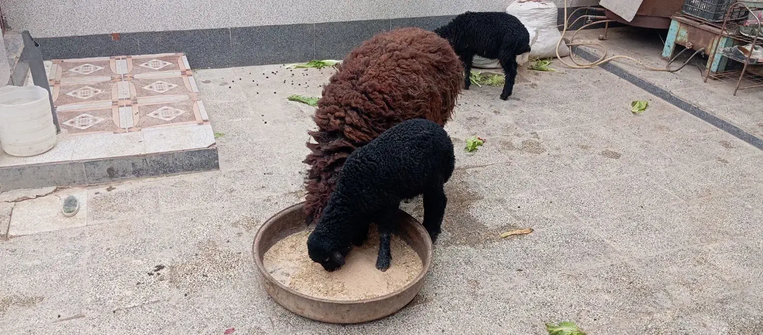 بره نر|حیوانات مزرعه|شادگان, |دیوار