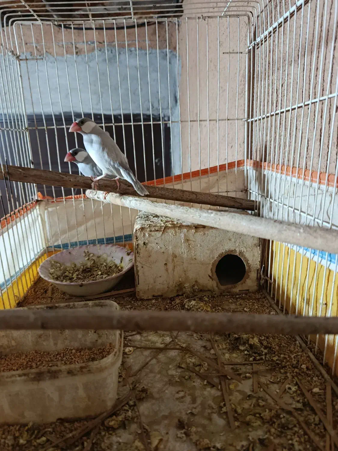 فنچ مصری|پرنده|بوشهر, |دیوار