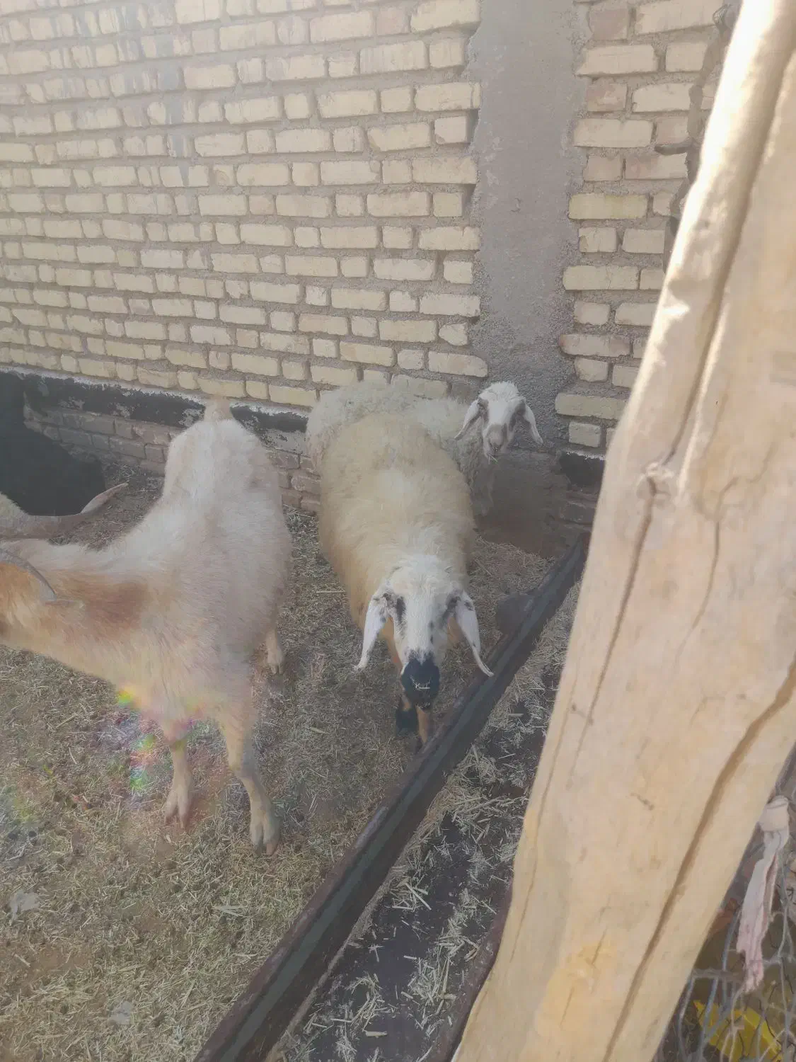 میش بره دار|حیوانات مزرعه|سرچهان, |دیوار