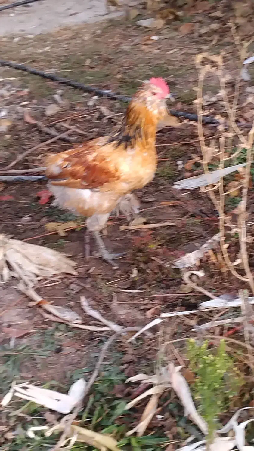 مرغ وخروس لری|حیوانات مزرعه|ارژن, |دیوار