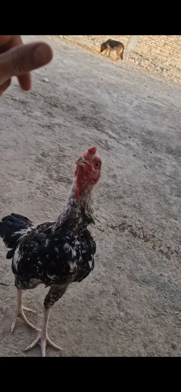 خروس اصیل ضمانتی|حیوانات مزرعه|سراوان, |دیوار