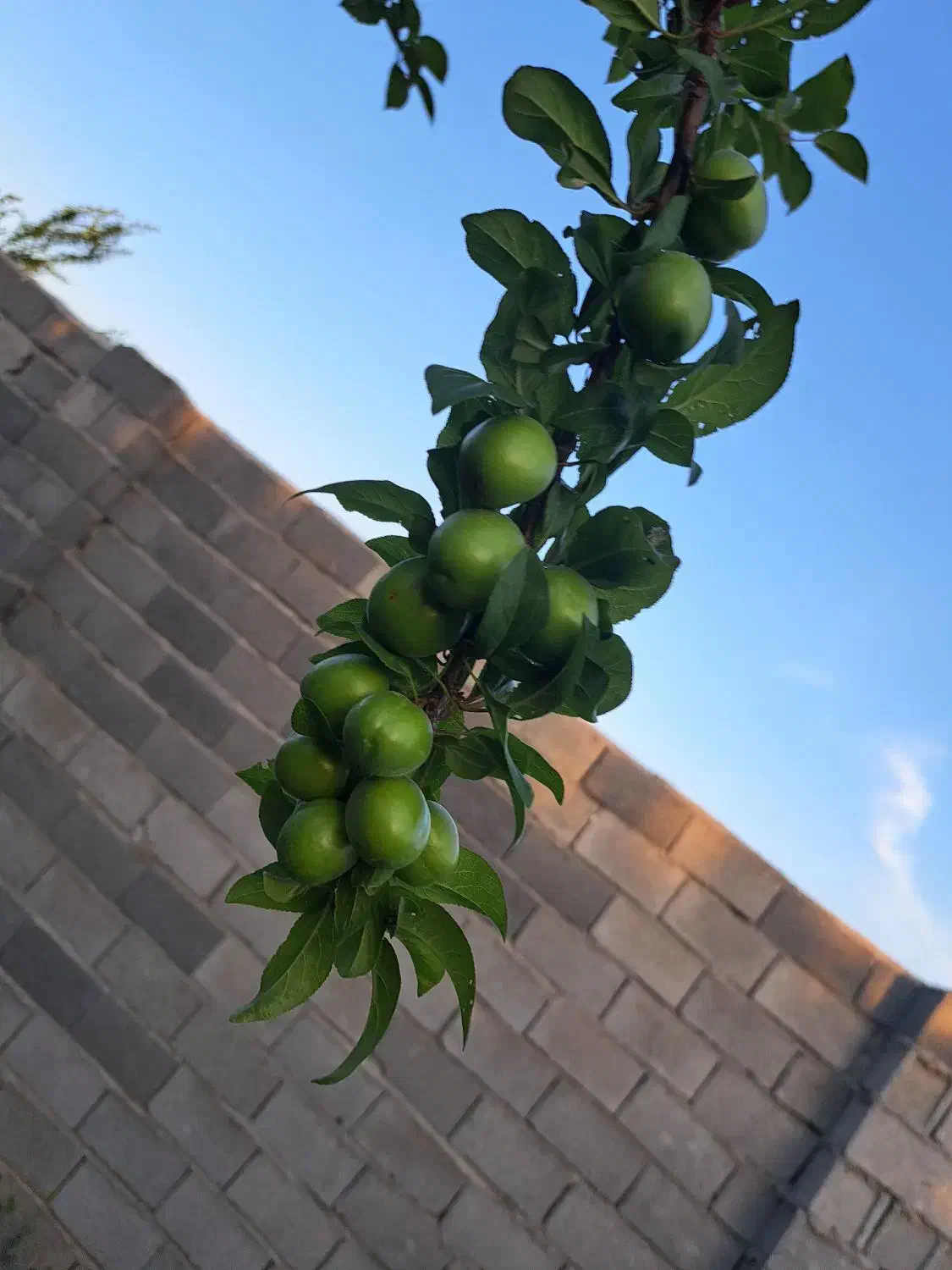 باغ ۱۰۰۰متری دهشاد شهریار خیابان باسکول|فروش زمین و ملک کلنگی|صباشهر, |دیوار