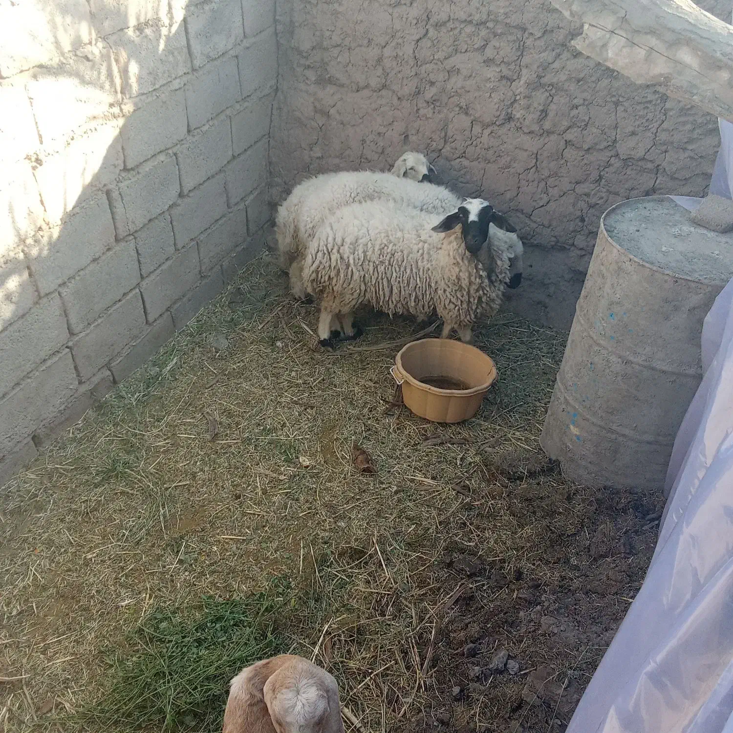 گوسفند|حیوانات مزرعه|بم, |دیوار