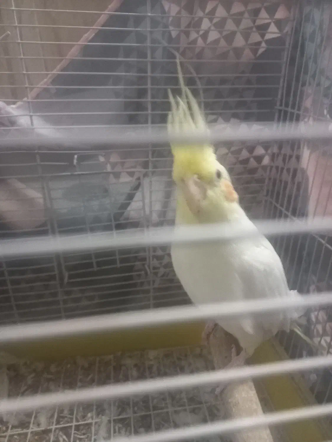 عروس هلندی لوتینو|پرنده|حمیدیا, |دیوار