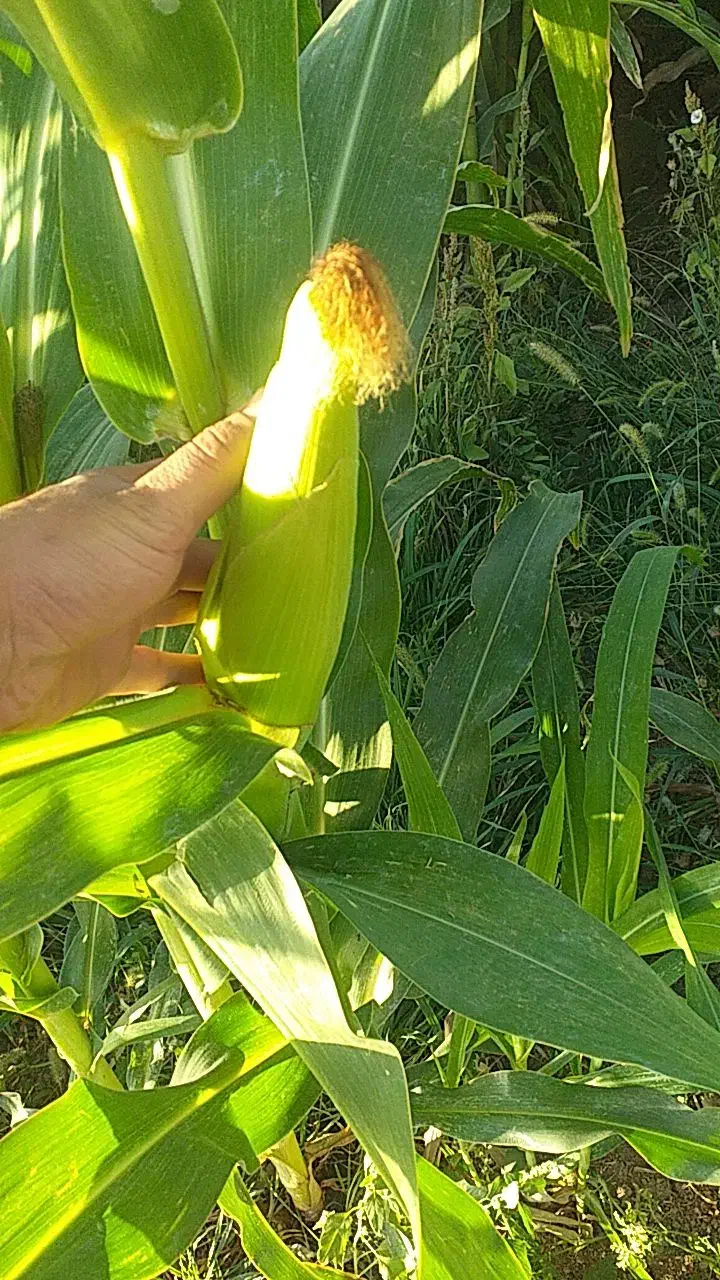 ذرت علوفه ی  درجه یک|حیوانات مزرعه|فامنین, |دیوار