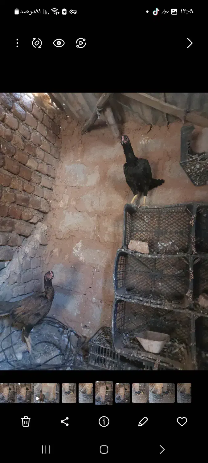 مرغ لاری درشهر|حیوانات مزرعه|دره شهر, |دیوار