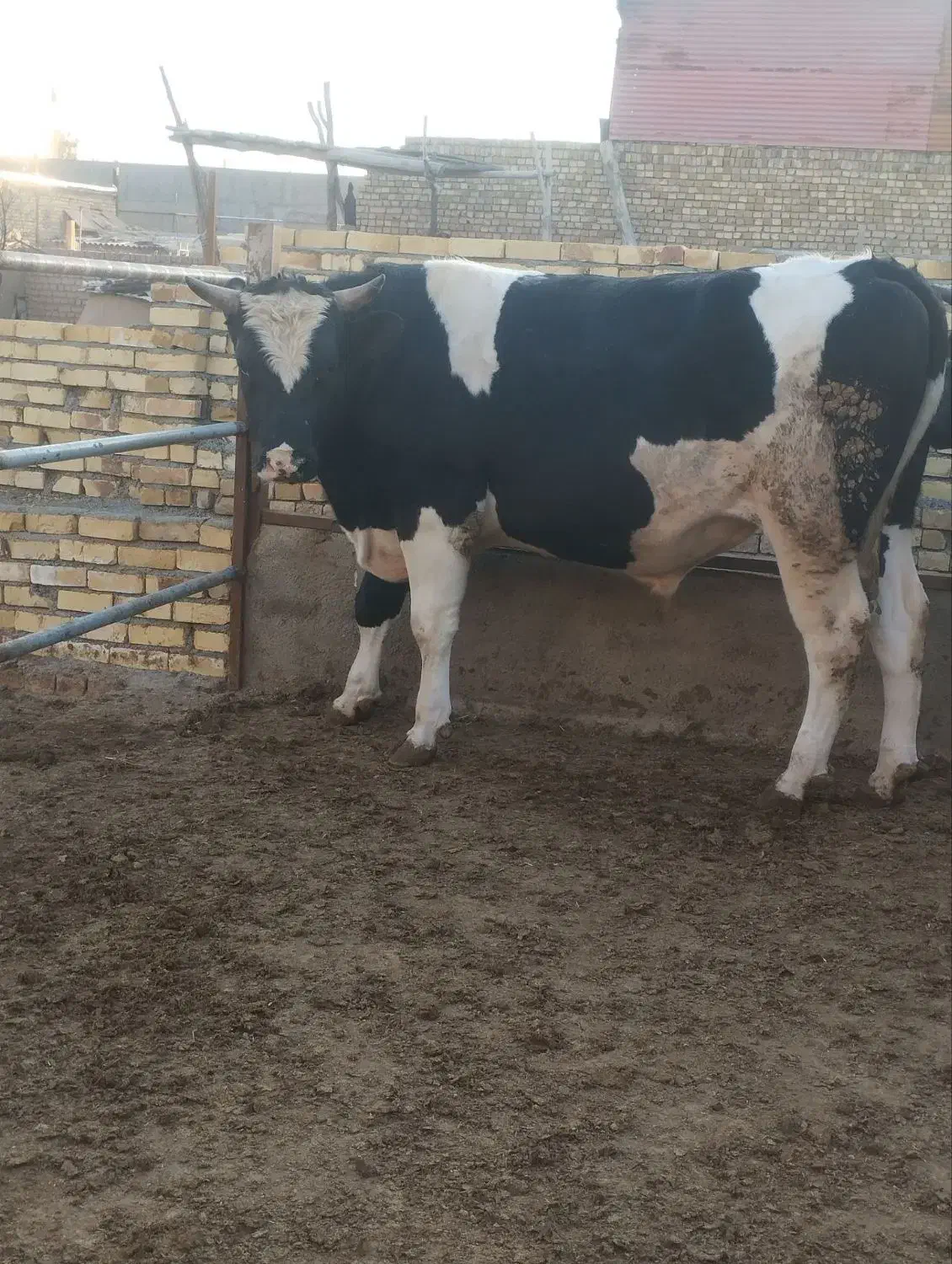 گوساله چاق|حیوانات مزرعه|بوئین زهرا, |دیوار