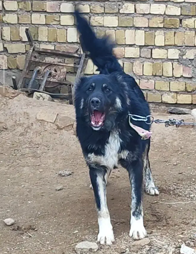 سگ قهدریجان|سگ|اسفرورین, |دیوار