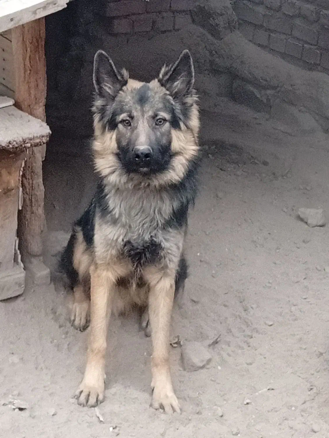 ژرمن شپرد مو بلند|سگ|گوگان, |دیوار