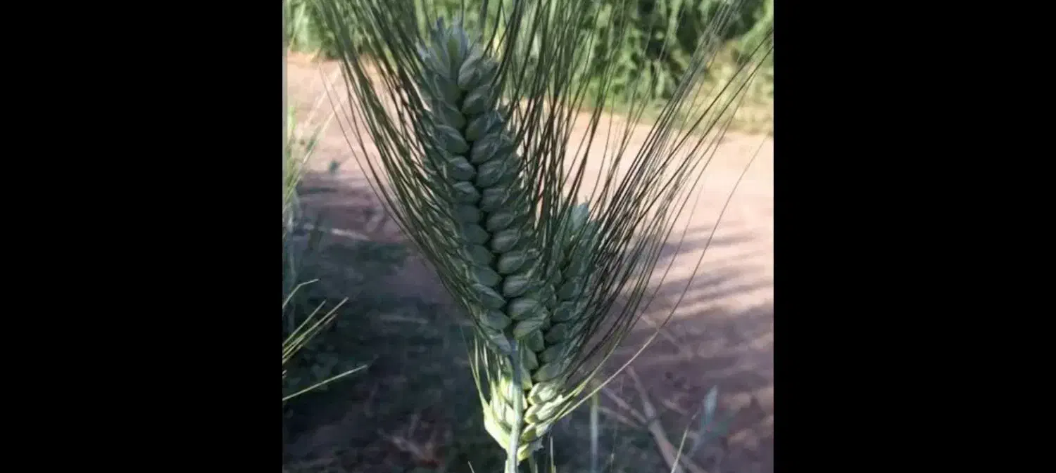 گندم بذری|خدمات باغبانی و درختکاری|کوهدشت, |دیوار