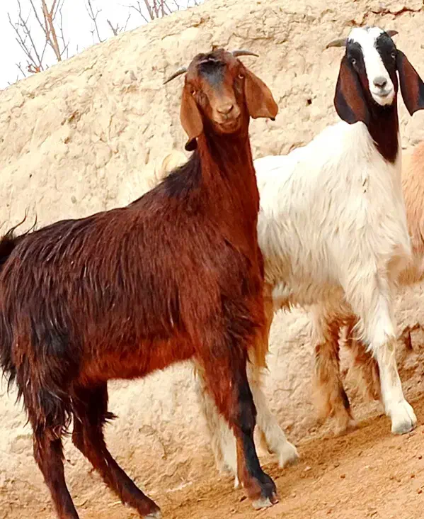 دوتا کهره مری جملی|حیوانات مزرعه|زابل, |دیوار