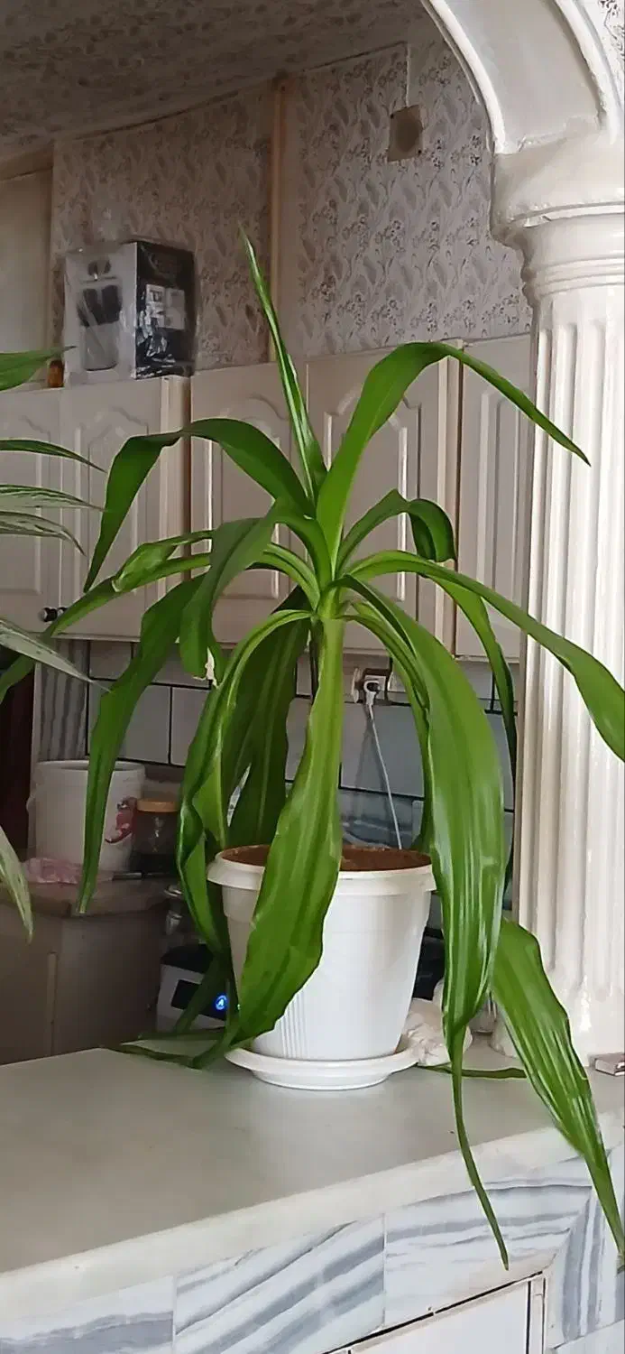 فروش فوری گل|گل و گیاه طبیعی|الیگودرز, |دیوار