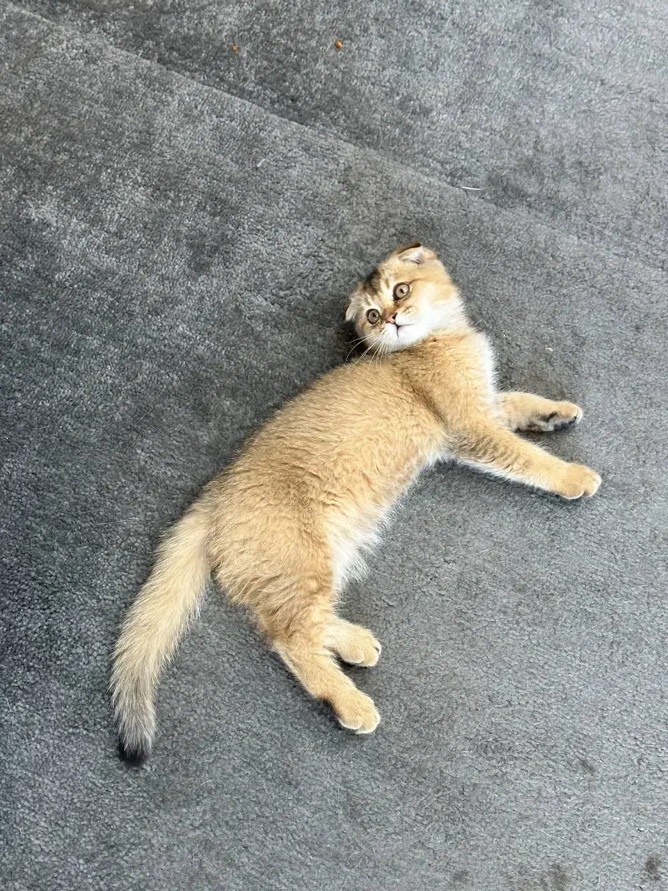 اسکاتیش گلد دبل فولد|گربه|مشهد, ولیعصر (شهرک غرب)|دیوار