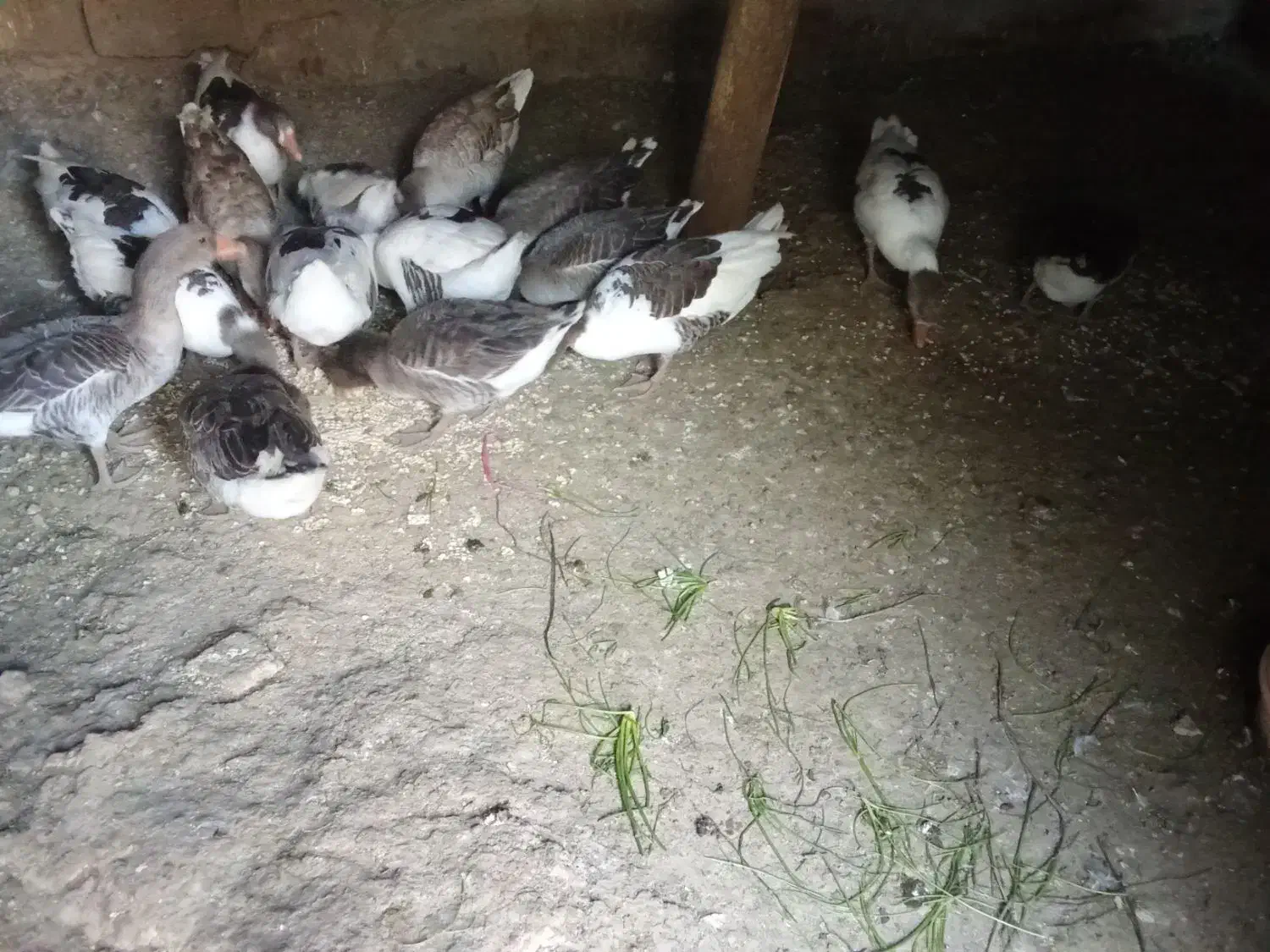 غاز|حیوانات مزرعه|شاهین دژ, |دیوار