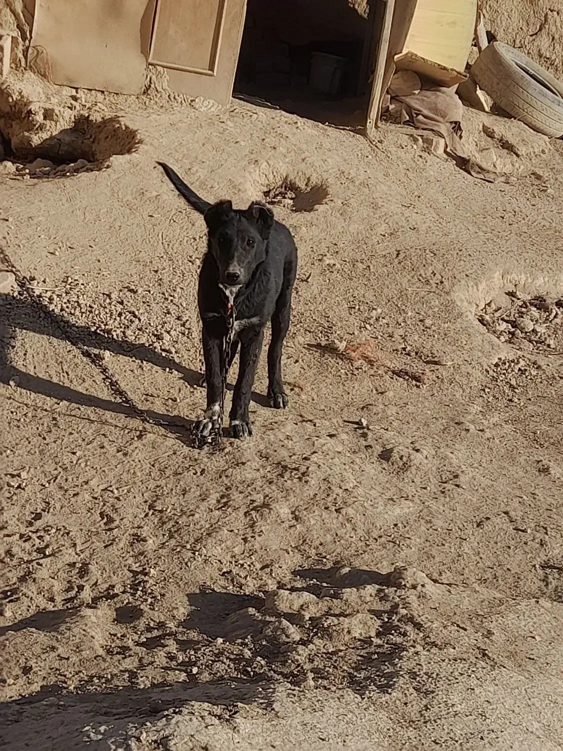 سگ لاسه بدرد بخور|سگ|گلپایگان, |دیوار