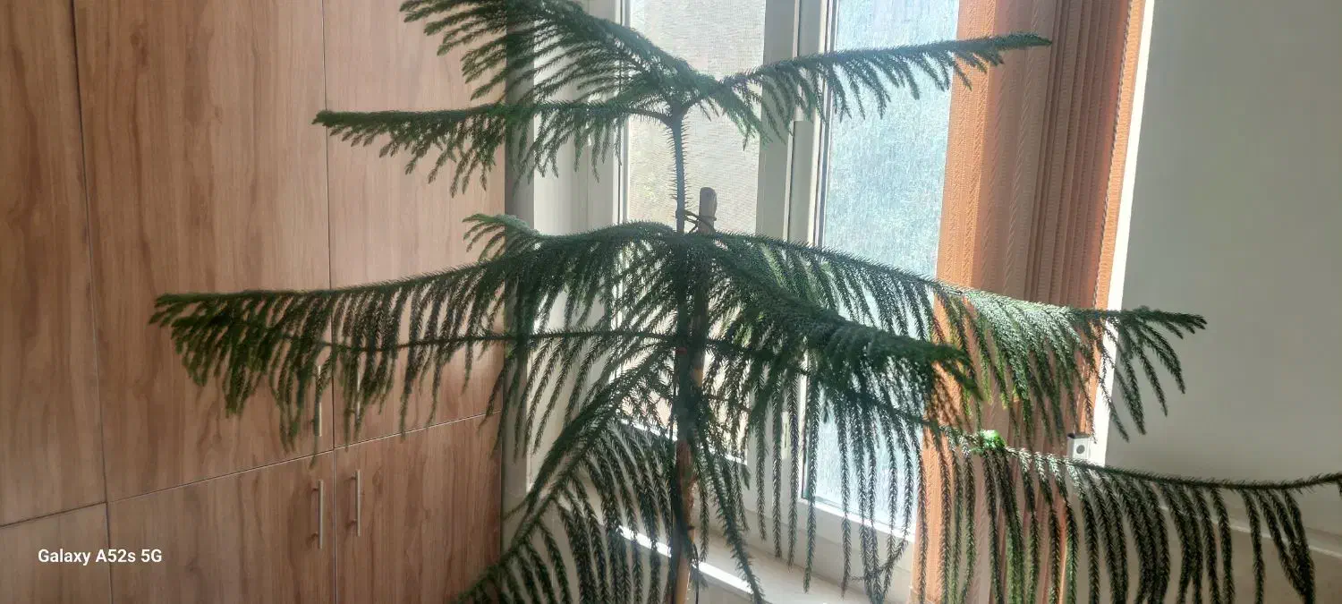 کاج مطبق|گل و گیاه طبیعی|قم, پردیسان|دیوار