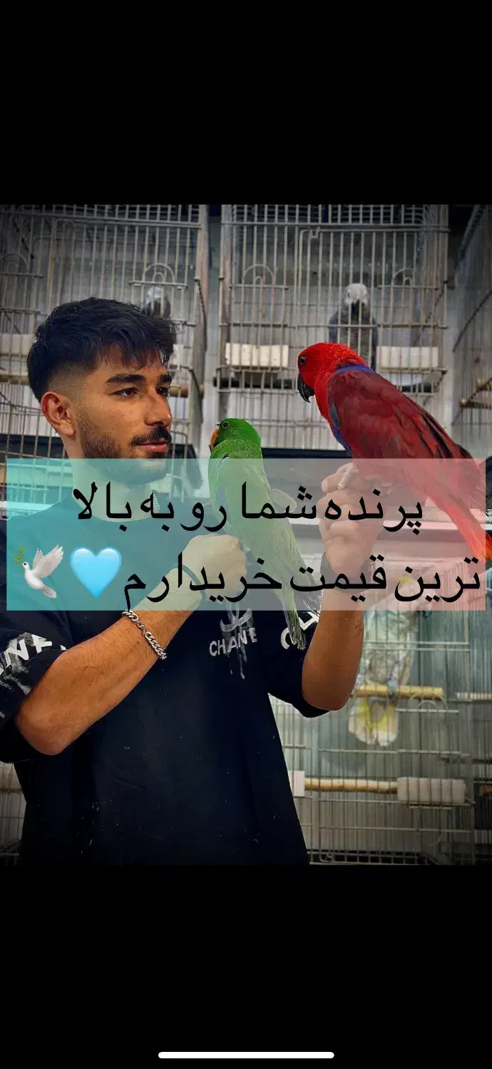 پرنده|پرنده|تهران, فرمانیه|دیوار